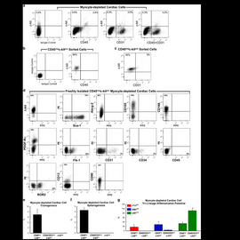 Adult cardiac stem cells are multipotent and robustly myogenic: c-kit expression is necessary but not sufficient for their identification