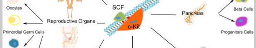 Role of c-Kit in Myocardial Regeneration and Aging