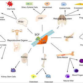 Role of c-Kit in Myocardial Regeneration and Aging
