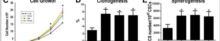 Statins Stimulate New Myocyte Formation After Myocardial Infarction by Activating Growth and Differentiation of the Endogenous Cardiac Stem Cells