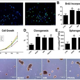 Statins Stimulate New Myocyte Formation After Myocardial Infarction by Activating Growth and Differentiation of the Endogenous Cardiac Stem Cells