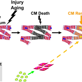 The cardiac stem cell compartment is indispensable for myocardial cell homeostasis, repair and regeneration in the adult